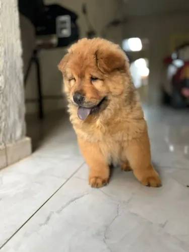 Chowchow fêmeas