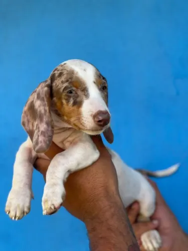 Dachshund Arlequim Lindo e disponível hoje