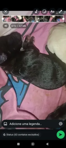Vende se filhote de Bull Terrier com Pit Bull.