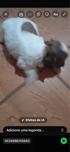 Cachorro 
