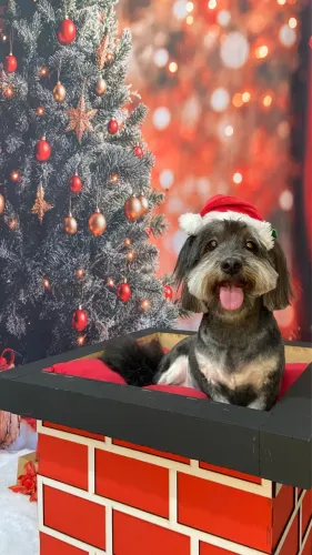 ShihTzu Fêmea Doação.