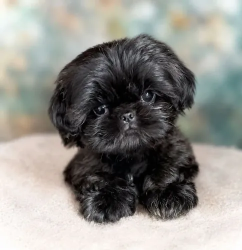 Shih-tzu macho