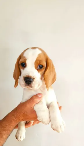 Filhotes de Beagles 