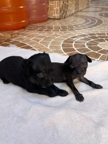 Vendo filhote de Pinscher Macho