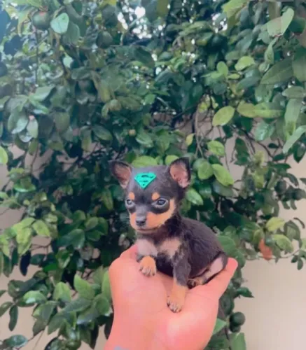 Pinscher 0 -Mini de bolsa /Excelente para apartamento 