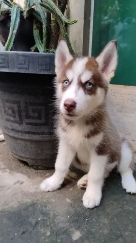 Husky siberiano puro !