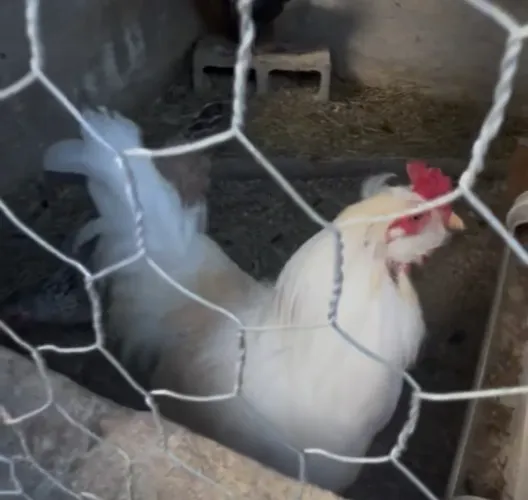 Ovos galados de Araucana