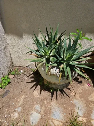 Vaso com babosa 
