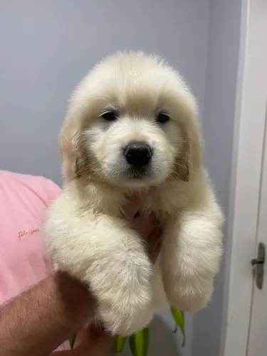 Golden Retriever Filhote com Pedigree