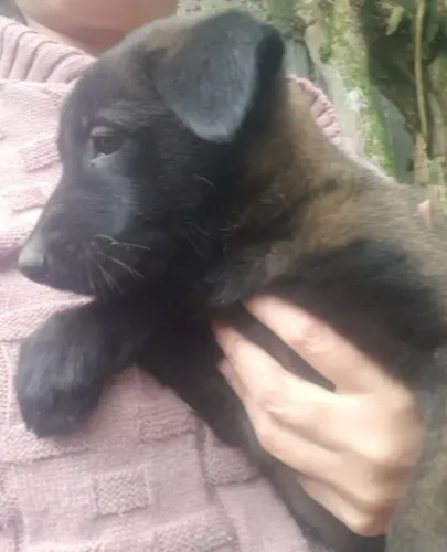 Filhotes de Pastor Belga Malinois com Pedigree
