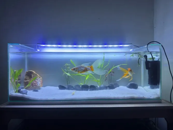 Aquário 50 litros