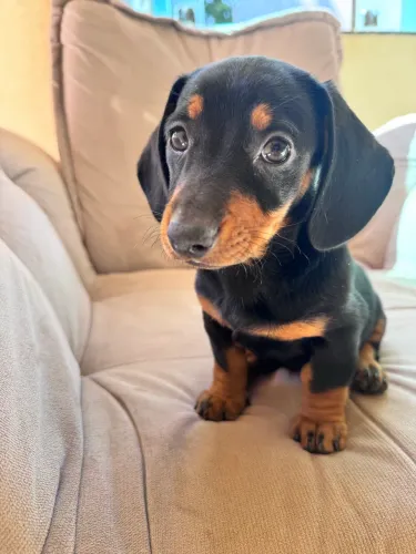 Filhote dachshund fêmea blacktan Mini 