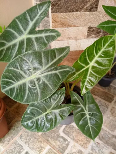 Vasinho de planta ornamental alocasia
