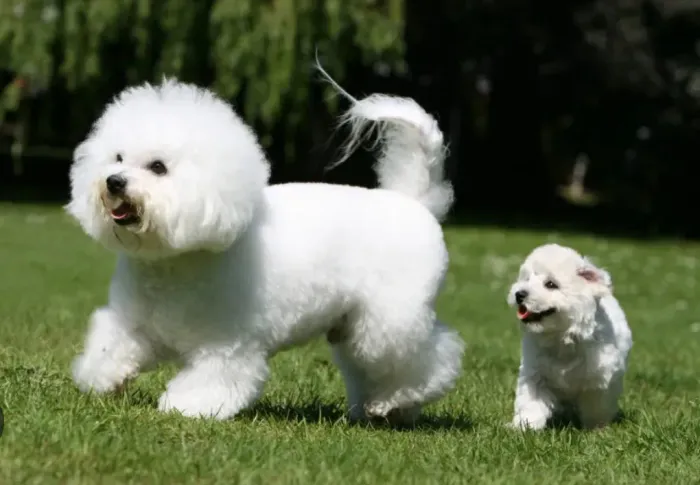 Bichon frise 