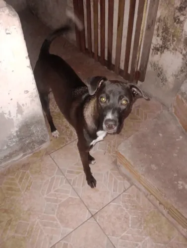 Cachorro