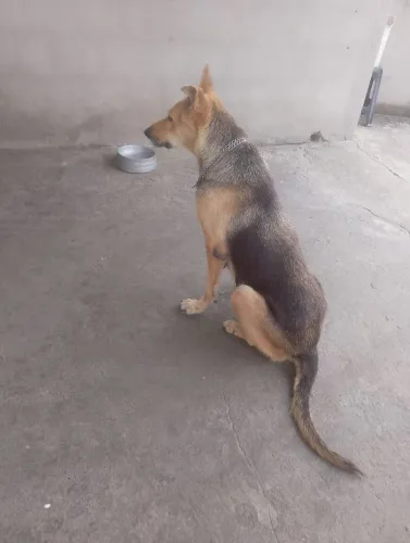 Doação uma cachorra pastor alemão