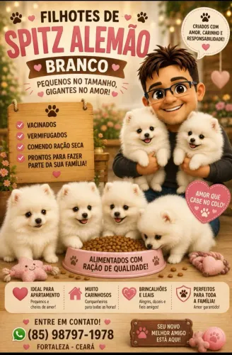Lulu da Pomerânia filhote de excelente Linhage