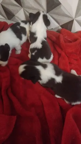 Vendo filhote de Lhasa Apso macho e fêmea
