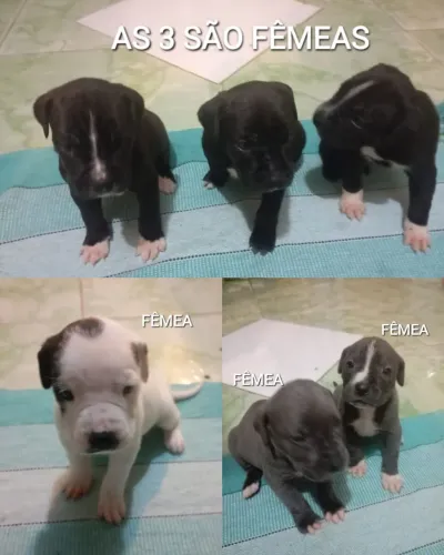 Filhotes Cane Corso x dogo argentino 