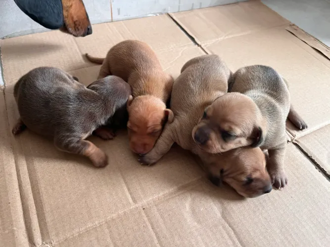 Filhotes de dachshund vulgo salsichinha/ Cofap