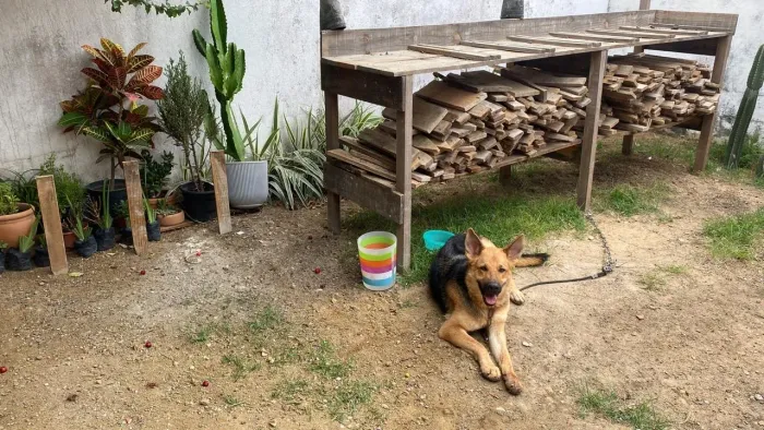Cão pastor alemã 2 anos 