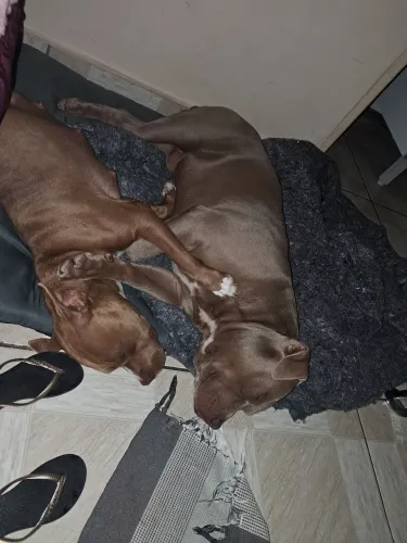 Cachorro