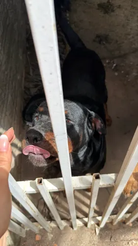 Filhotes de Rottweiler MACHOS Disponíveis 