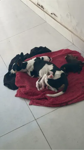 Cachorros pincher 