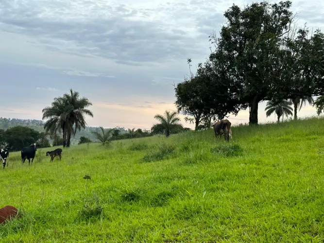 Fazenda 478 m2 em Matutina ( MG)