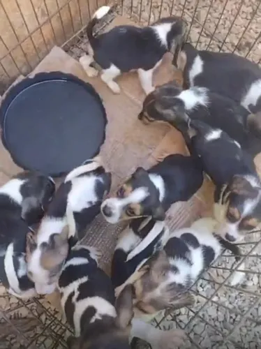 Beagle lindo e saudavel