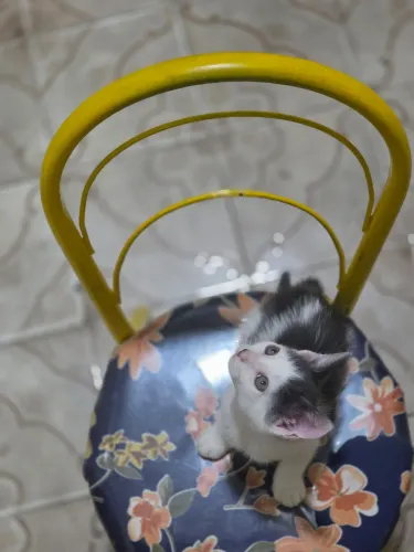 Gatinho macho pra adoção | Pavuna