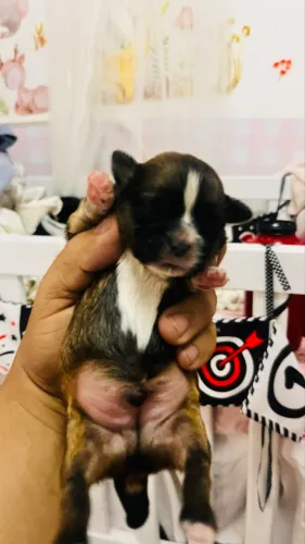 CACHORRO Shitszu s