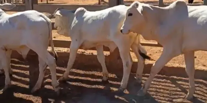 Bezerros e Bezerras nelore