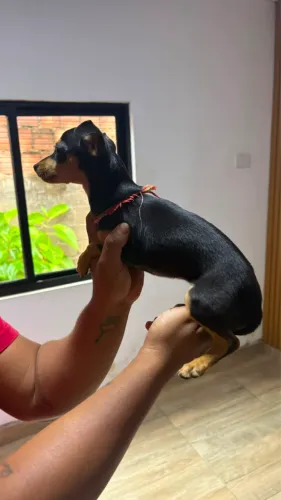 Pinscher fêmea número 1 a venda