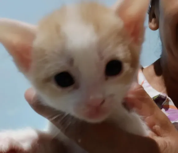 Gatinhos