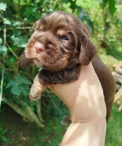 Cocker Inglês Fofissimo!!!