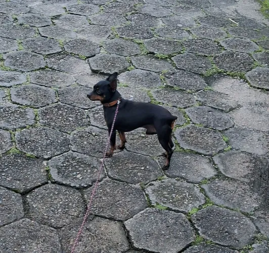 Pinscher macho