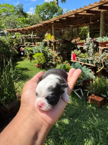 Lindos bebês de chihuahua pelo longo