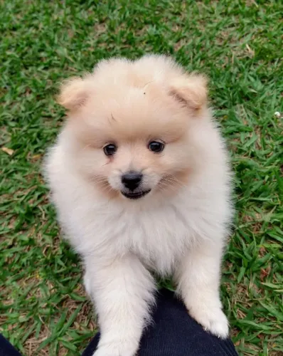 Filhote Femêa Lulu da Pomerânia