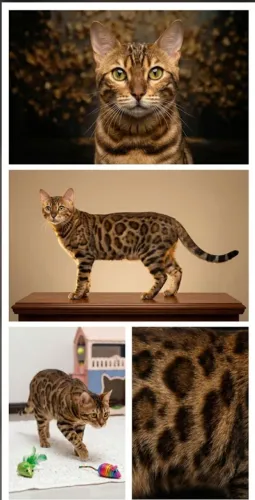 Bengal com PEDIGREE 