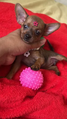Pinscher zero fêmea apronta entrega 60 dias de vida