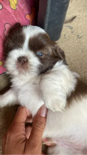 Filhote shih tzu macho disponível 