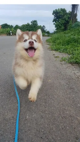 Husky Siberiano - O Presente Que Conquista Logo No Primeiro Abraço 