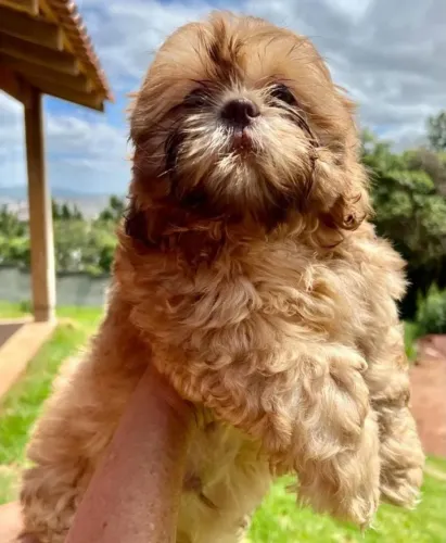 Shihtzu MACHO 