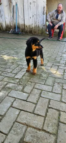 Filhote Bernese