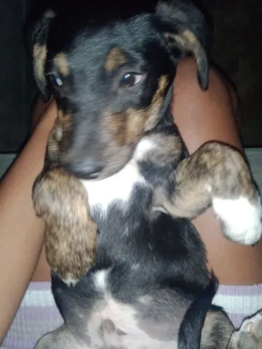 Doação de cachorro salsicha 
