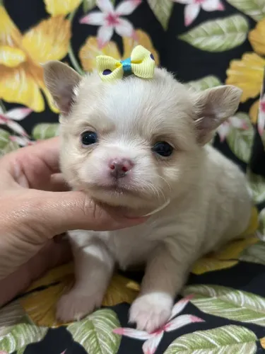 Chihuahua Pêlo Longo Fêmea!! Entrega Imediata