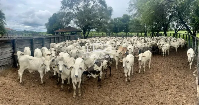GRANDE FAZENDA DE PECUARIA NO NORTE DE MINAS NA REGIÃO DE JAIBA MG FORMADA E ESTRUTURADA