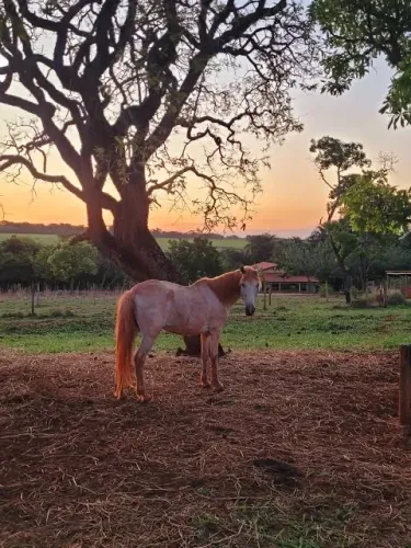Doacao de Cavalo