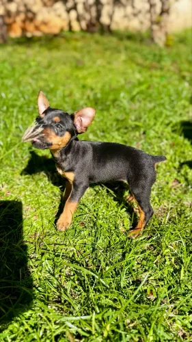 Pinscher